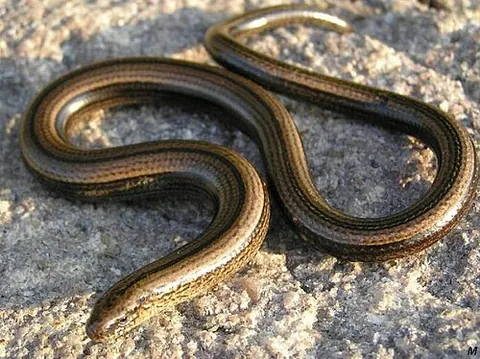 legless lizard: any of the several groups of lizards of the family Pygopodidae which have lost limbs or reduced...