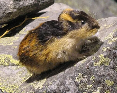 lemming: a small arctic and subarctic rodent of the tribes Lemmini, Dicrostonychini and Lagurini