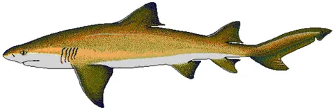 lemon shark: a shark of species Negaprion brevirostris, growing up to 10 feet long and found along the Atlantic...