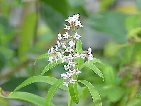 lemon verbena: a deciduous perennial shrub native to South America, used for its lemon-like fragrance and flavor,...