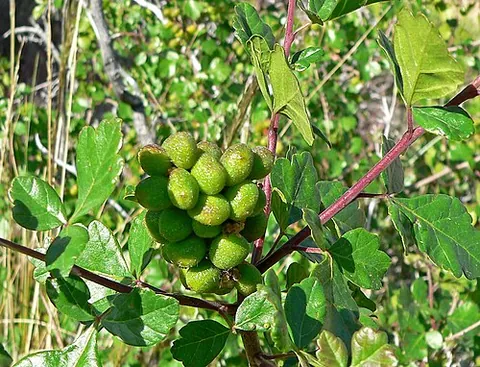 lemonberry: rhus trilobata, a species of Rhus, common in the Western United States and Baja California, used in...