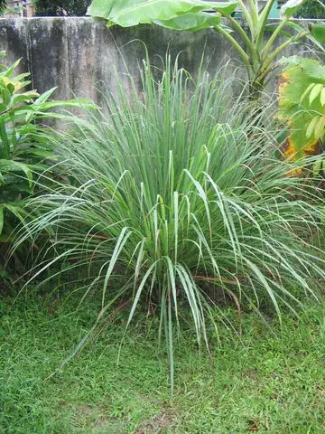 lemongrass: one of various species of grass of the genus Cymbopogon, especially Cymbopogon citratus, which have...