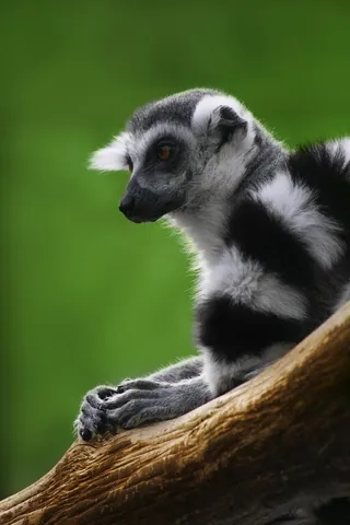 lemur: any strepsirrhine primate of the superfamily Lemuroidea, native only to Madagascar and some...