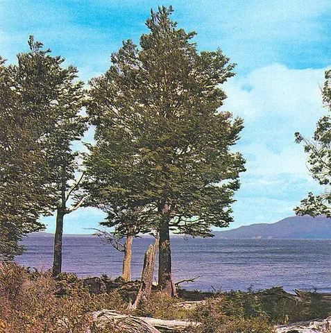 lenga beech: the tree Nothofagus pumilio native to southern South America
