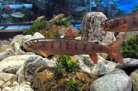 lenok: a fish of the genus Brachymystax of salmonid fish, found from Kazakhstan to the Russian Far East...