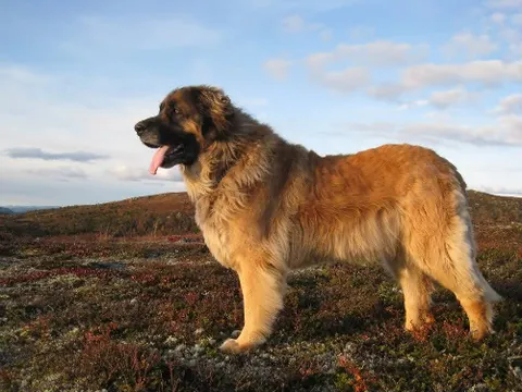 leonberger: a dog of a large, muscular breed with a black mask on the face
