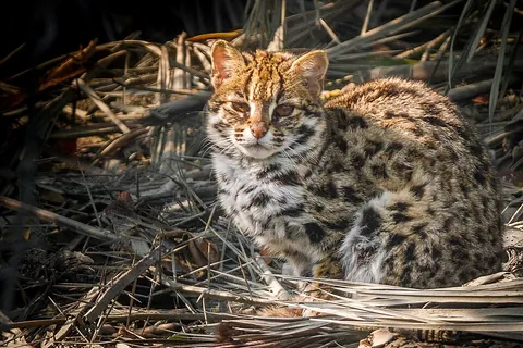 leopard cat: a wild cat native to Southeast Asia, Prionailurus bengalensis
