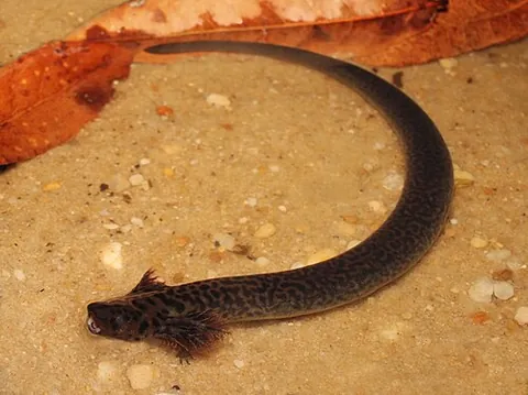 leopard eel: any of species Siren reticulata of aquatic salamander, endemic to the southeastern United States,...