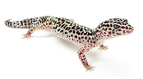 leopard gecko: a nocturnal ground-dwelling gecko, Eublepharis macularius