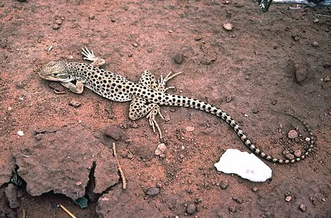 leopard lizard: any member of the genus Gambelia, spotted lizards native to arid regions of the western US and...