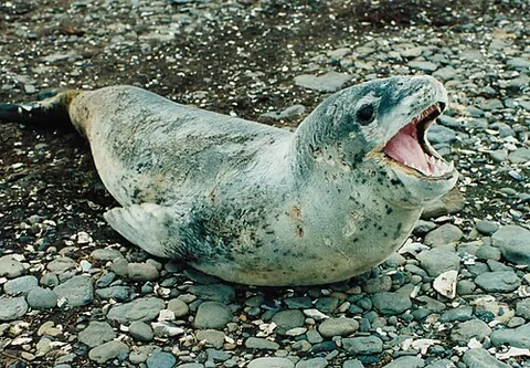 leopard seal: a large pinniped mammal (Hydrurga leptonyx) found in the Antarctic