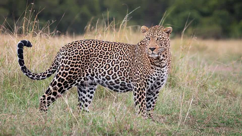 leopard: a large wild cat with a spotted coat native to Africa and Asia (Panthera pardus)