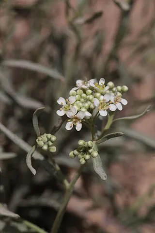 lepidium: any cruciferous plant of the genus Lepidium, often called garden cresses or pepperworts