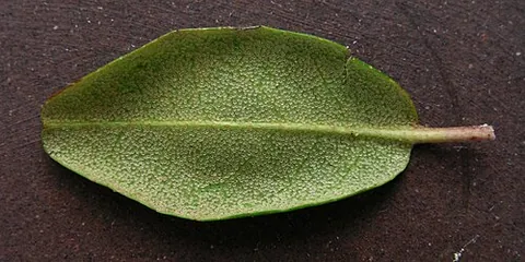 lepidote: covered with scurfy scales