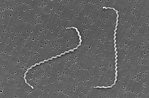 leptospire: any bacterium of the genus Leptospira
