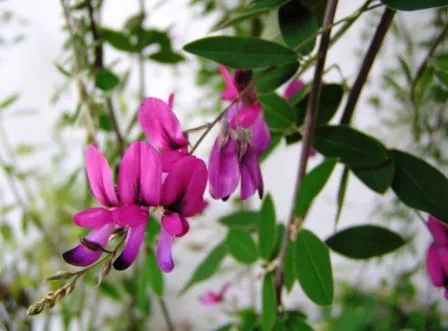 lespedeza: any of many leguminous plants of the genus Lespedeza, including bush clover