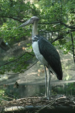 lesser adjutant: leptoptilos javanicus, a large wading bird in the stork family Ciconiidae