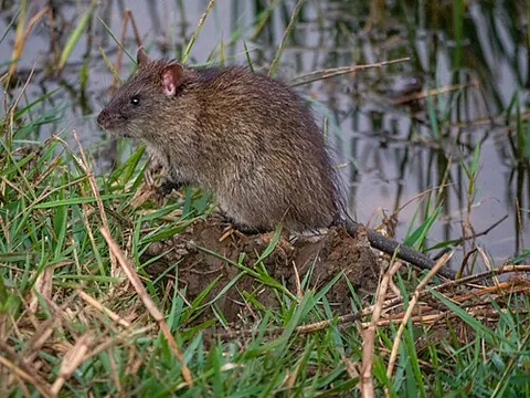 lesser bandicoot rat: bandicota bengalensis, a giant rat of Southern Asia, growing up to 40 cm (16 in) long (including...