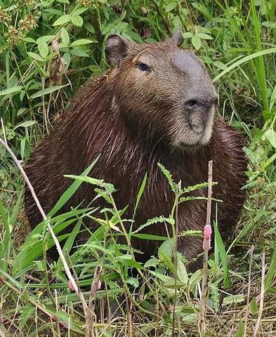 lesser capybara: a semi-aquatic rodent of the species Hydrochoerus isthmius