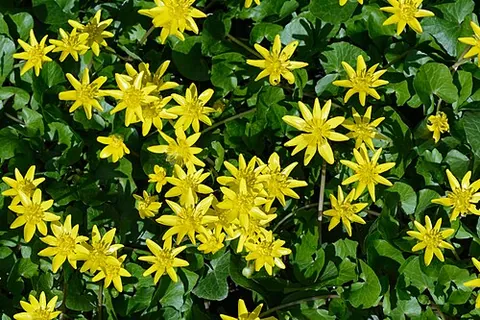 lesser celandine: a European perennial herb (Ficaria verna, formerly Ranunculus ficaria), having heart-shaped leaves...