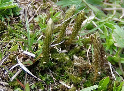 lesser clubmoss: selaginella selaginoides, a vascular plant of the family Selaginellaceae that resembles moss and is...