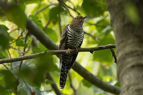 lesser cuckoo: any member of the species Cuculus poliocephalus, found from the Congo to Japan