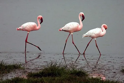 lesser flamingo: an Old World species of flamingo, Phoeniconaias minor, syn. Phoenicopterus minor, found principally...