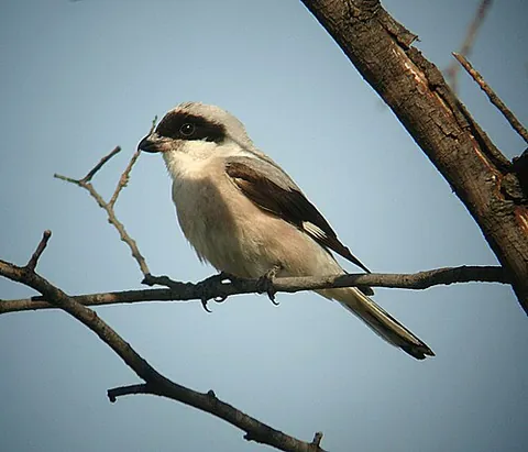 lesser grey shrike: lanius minor, a member of the shrike family Laniidae