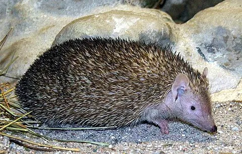 lesser hedgehog tenrec: a species of tenrec (Echinops telfairi) that superficially resembles a hedgehog, endemic to...