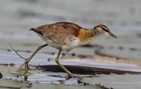 lesser jacana: microparra capensis, a wader in the family Jacanidae