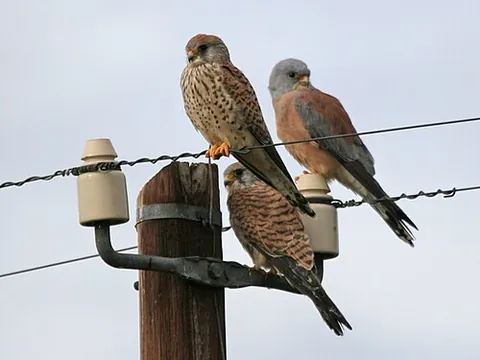 lesser kestrel: a small falcon, Falco naumanni