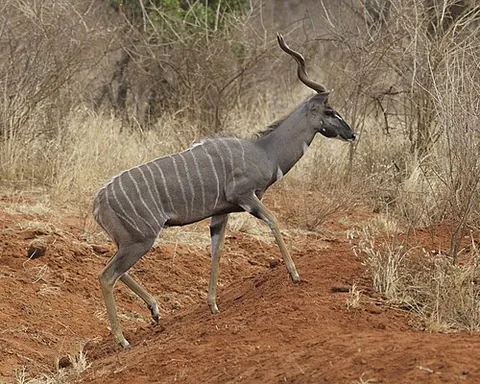 lesser kudu: a forest antelope found in East Africa (Tragelaphus imberbis)