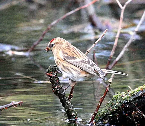 lesser redpoll: a bird of the subspecies Acanthis flammea cabaret or species Acanthis cabaret