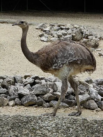 lesser rhea: a species of large flightless bird, Rhea pennata, found in South America
