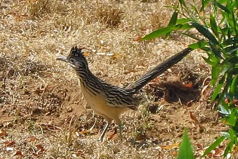 lesser roadrunner: a bird native to Central America, Geococcyx velox