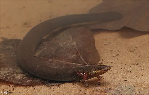 lesser siren: a species of aquatic salamander native to the eastern United States and northern Mexico, Siren...