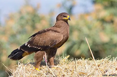 lesser spotted eagle: clanga pomarina, a large Eastern European bird of prey