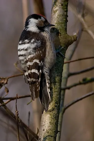 lesser spotted woodpecker: any member of the species Dryobates minor of woodpeckers, principally of cooler regions of Eurasia