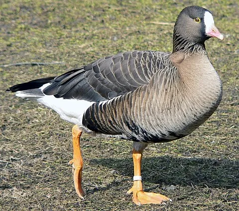 lesser white-fronted goose: anser erythropus, a goose closely related to the larger white-fronted goose (Anser albifrons)