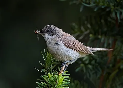 lesser whitethroat: curruca curruca (syn. Sylvia curruca), an Old World warbler