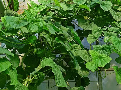 lesser yam: an edible yam, native to Micronesia, introduced widely elsewhere from Africa to the Phillipines...