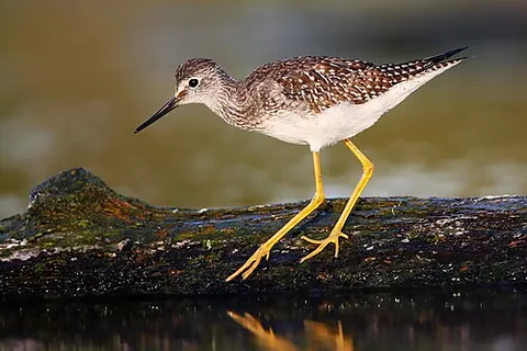 lesser yellowlegs: a shorebird of North America characterized by its yellow legs (Tringa flavipes)
