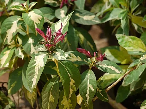 letterleaf: of species of the genus Grammatophyllum