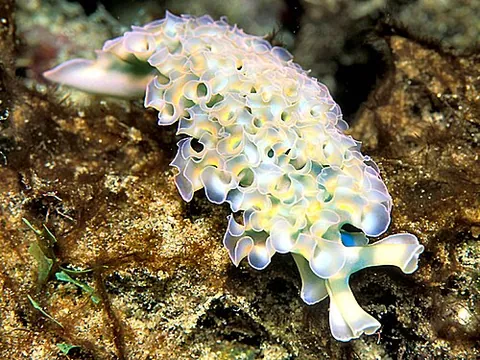 lettuce sea slug: a species of large sacoglossan sea slug, Elysia crispata, ranging in colours from green, blue, or...