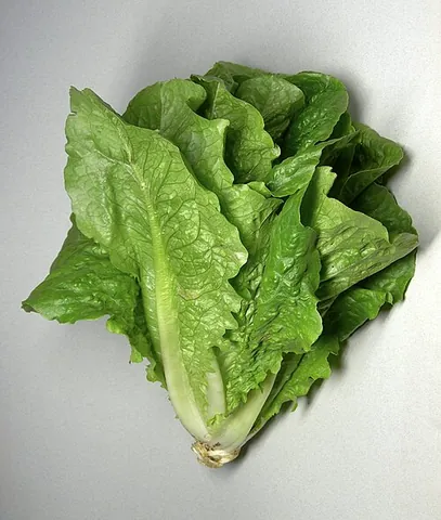 lettuce: an edible plant, Lactuca sativa and its close relatives, having a head of green or purple leaves