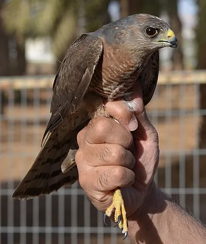 levant sparrowhawk: a bird of the species Accipiter brevipes