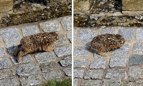 leveret: a young hare less than one year old
