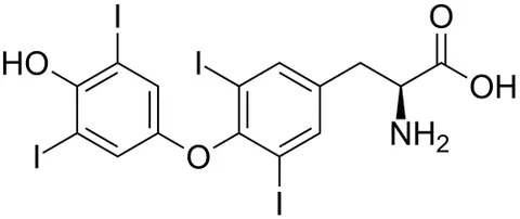 levothyroxine: the levorotatory isomer of thyroxine (trademark Levothyroid, Levoxyl, Synthroid) that is...
