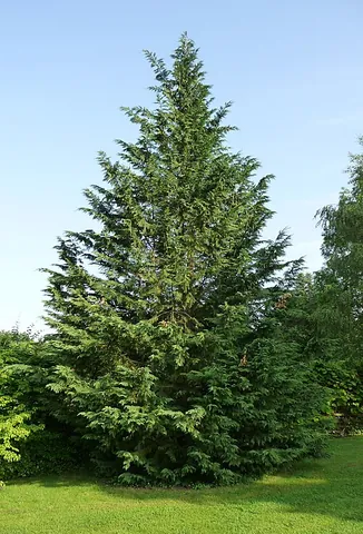 leyland cypress: a fast-growing evergreen tree (Cupressus × leylandii) used for hedges and screens that is a hybrid...