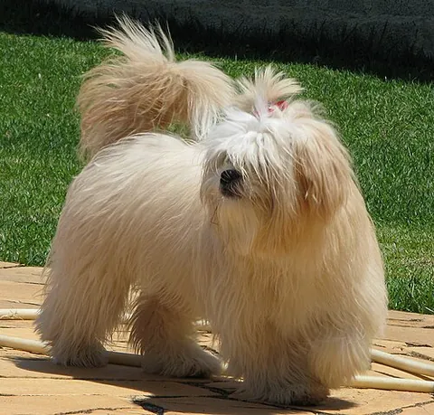 lhasa apso: a particular breed of dog, Tibetan in origin